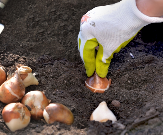 High Country Landscaping Spring Cleaning Service Planting Annuals & Spring Bulbs